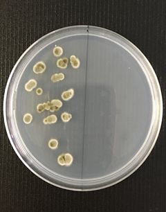 柑橘類のアオカビにも対応