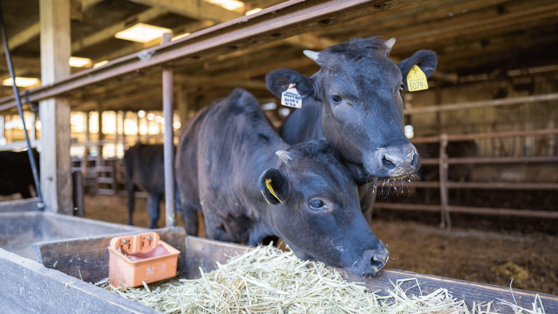 「規格外」を「ごちそう」に