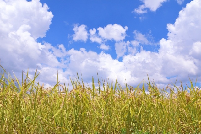 食材調達の煩雑さ、解消しますお米から牛乳まで<span class="blueBack">基本食材をワンストップで調達</span><span class="underline">
仕入れ業務を劇的に効率化</span>